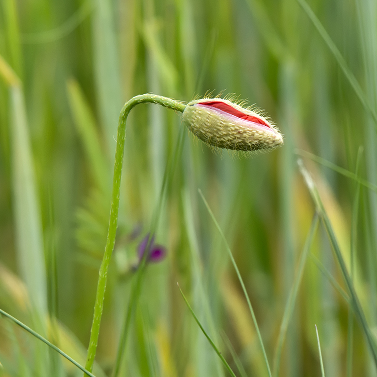 Tour Loire 05 - 201520150518_05185742 als Smartobjekt-1 Kopie.jpg - Weiterhin auf der Heimreise haben wir die wunderschöne Natur in Frankreich genossen